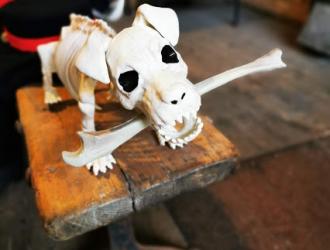 Bones the skeleton puppy